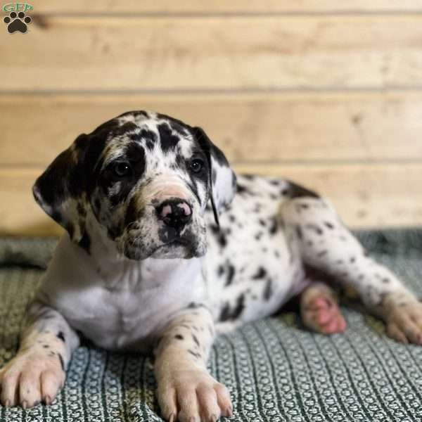 Joy, Great Dane Puppy